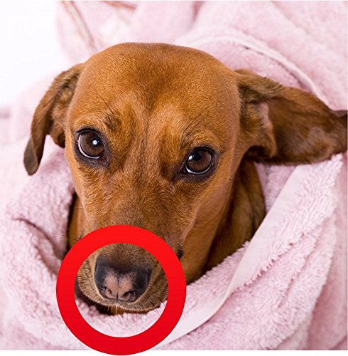 Coconut Oil for Dogs, Treatment for Itchy Skin, Dry Elbows, Paws and Nose by Alpha Pet Zone - ox2ox Gifts and Goods for Everyone