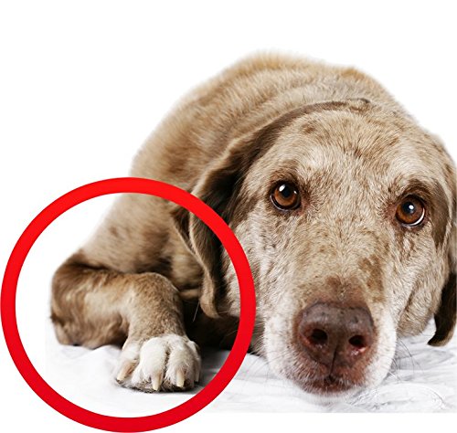 Coconut Oil for Dogs, Treatment for Itchy Skin, Dry Elbows, Paws and Nose by Alpha Pet Zone - ox2ox Gifts and Goods for Everyone